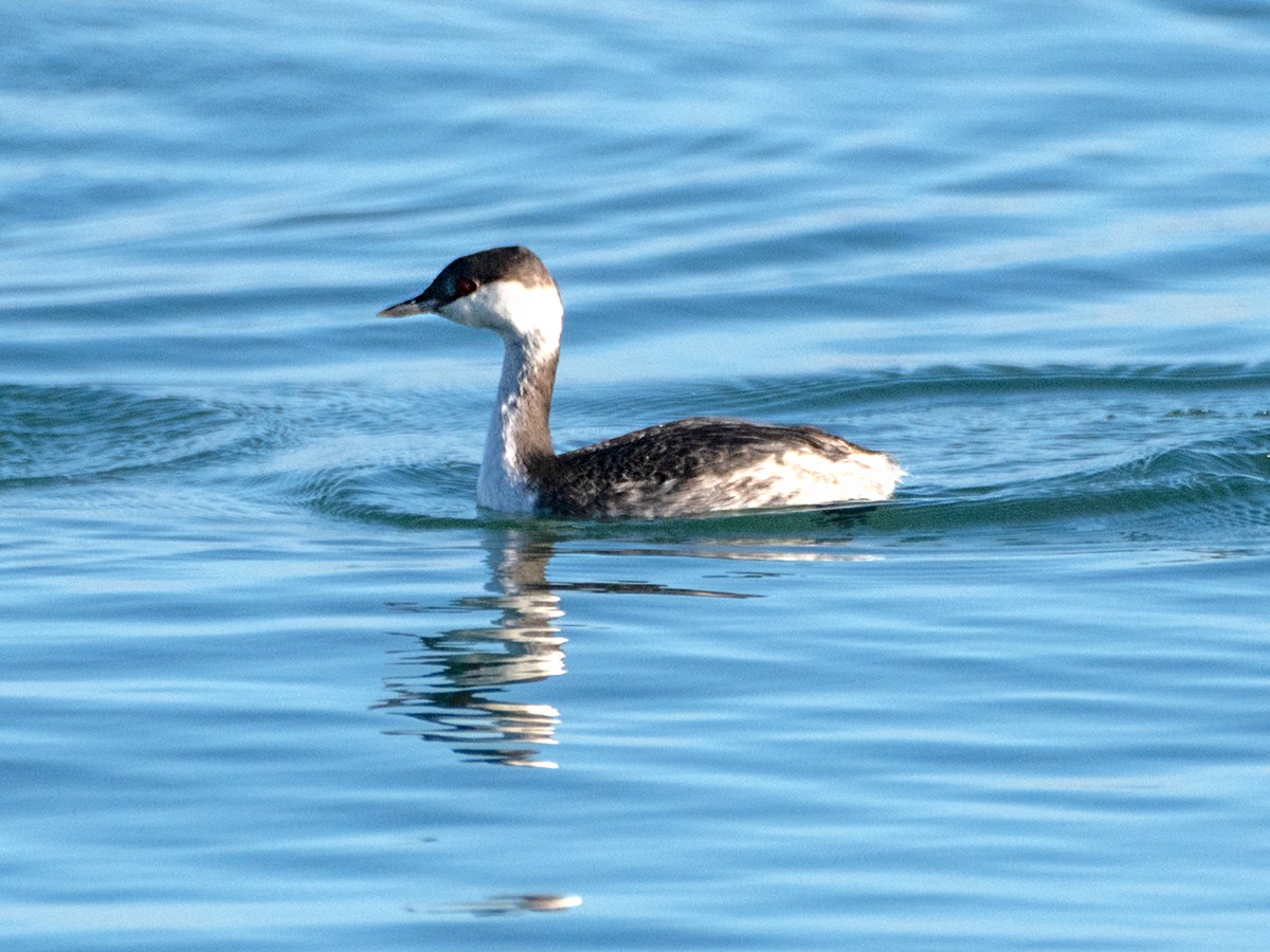 角鸊鷉 - ML645122624