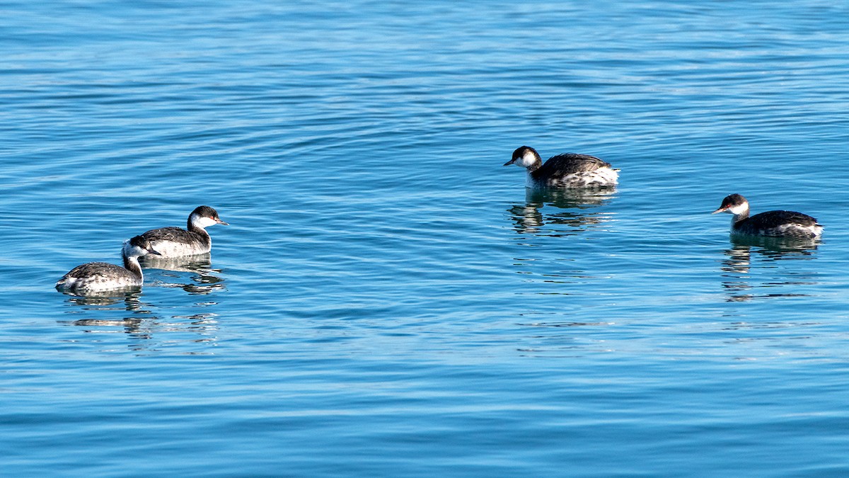 角鸊鷉 - ML645122625