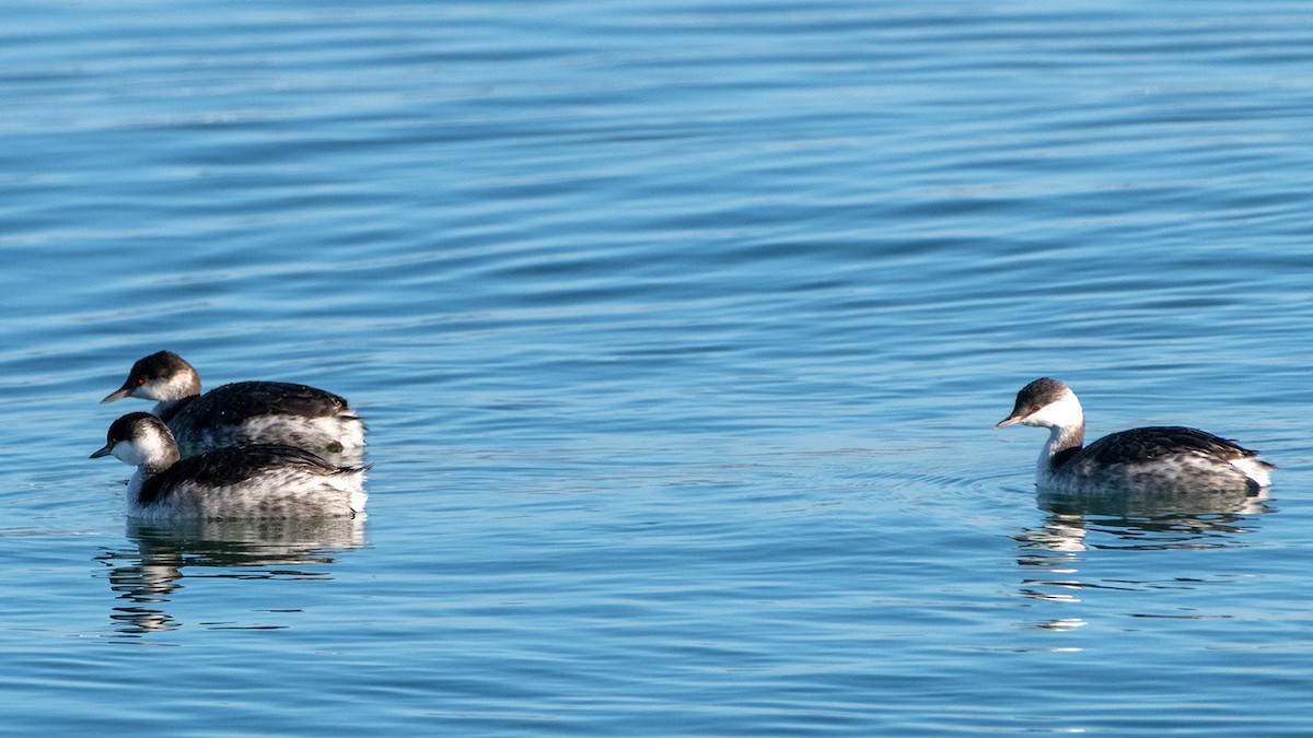 角鸊鷉 - ML645122626