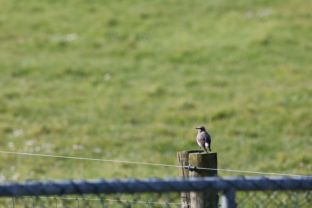 Northern Wheatear (Eurasian) - ML645122635