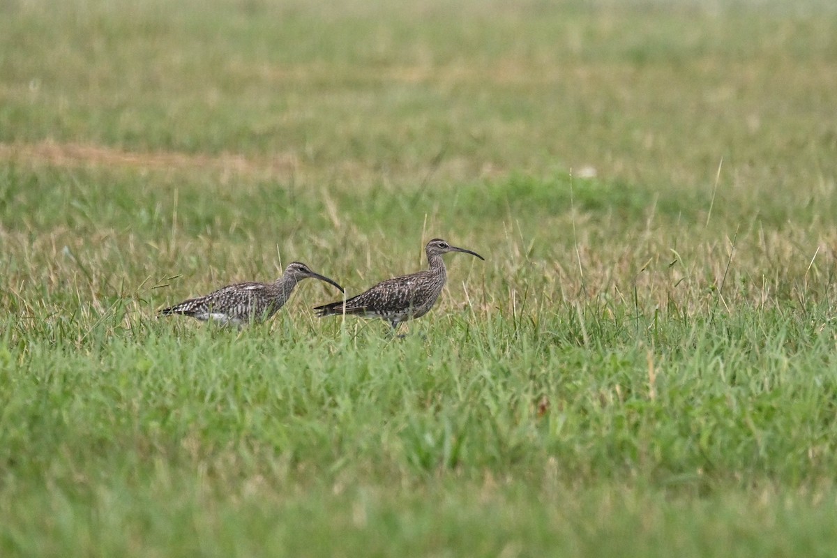 Hudsonian/Eurasian Whimbrel - ML645122641