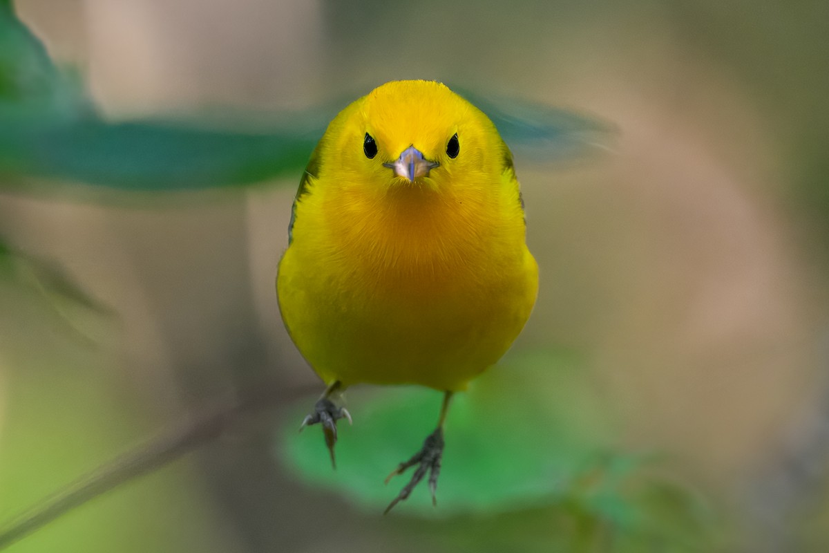 Prothonotary Warbler - ML645122657