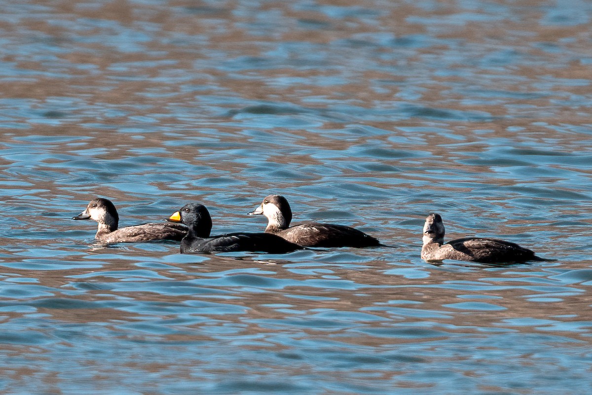 Black Scoter - ML645122658