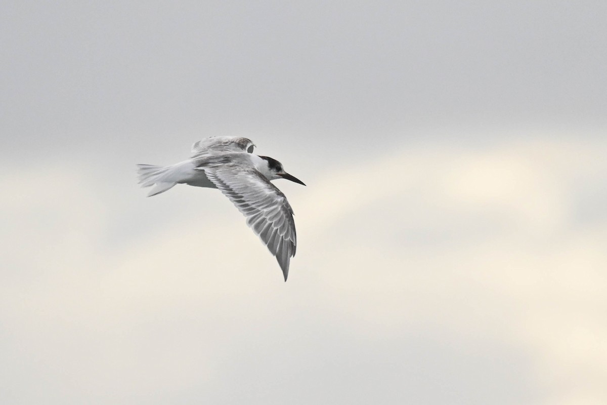 Flussseeschwalbe - ML645122664