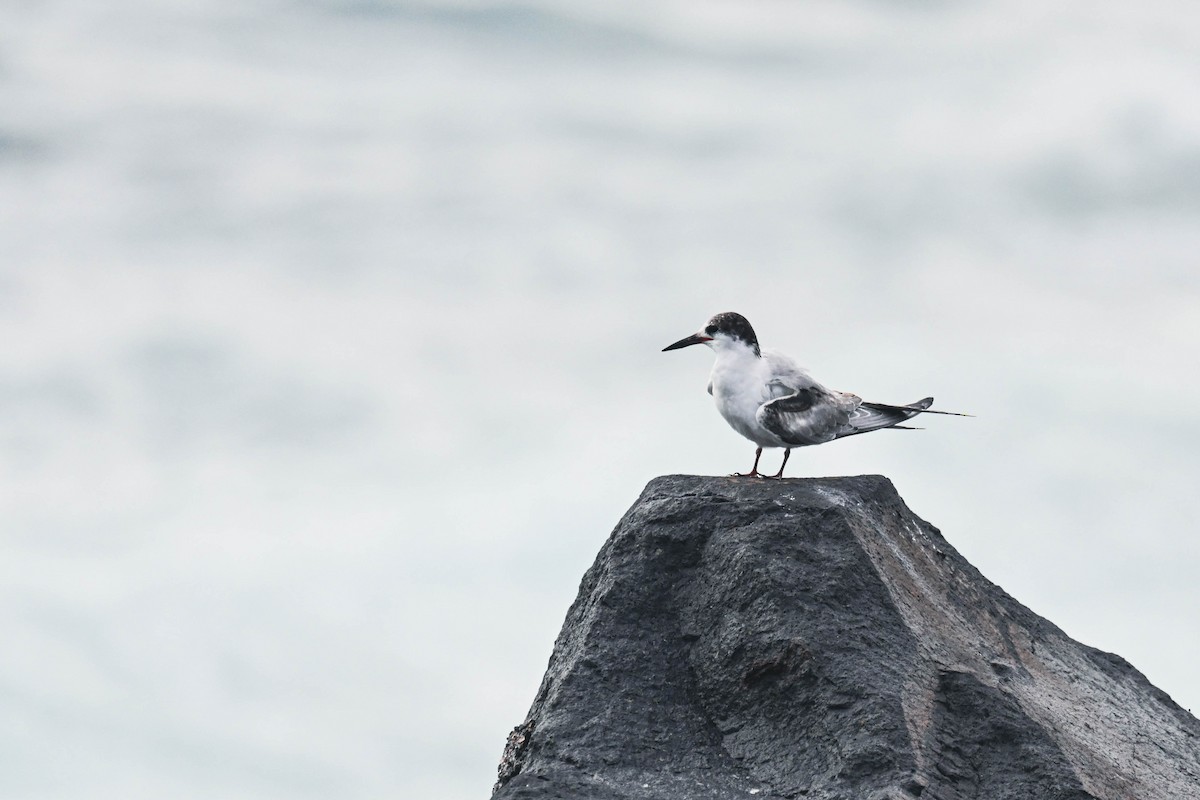 Flussseeschwalbe - ML645122666