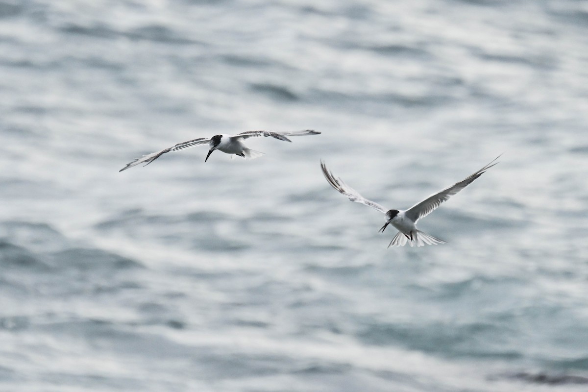 Flussseeschwalbe - ML645122667