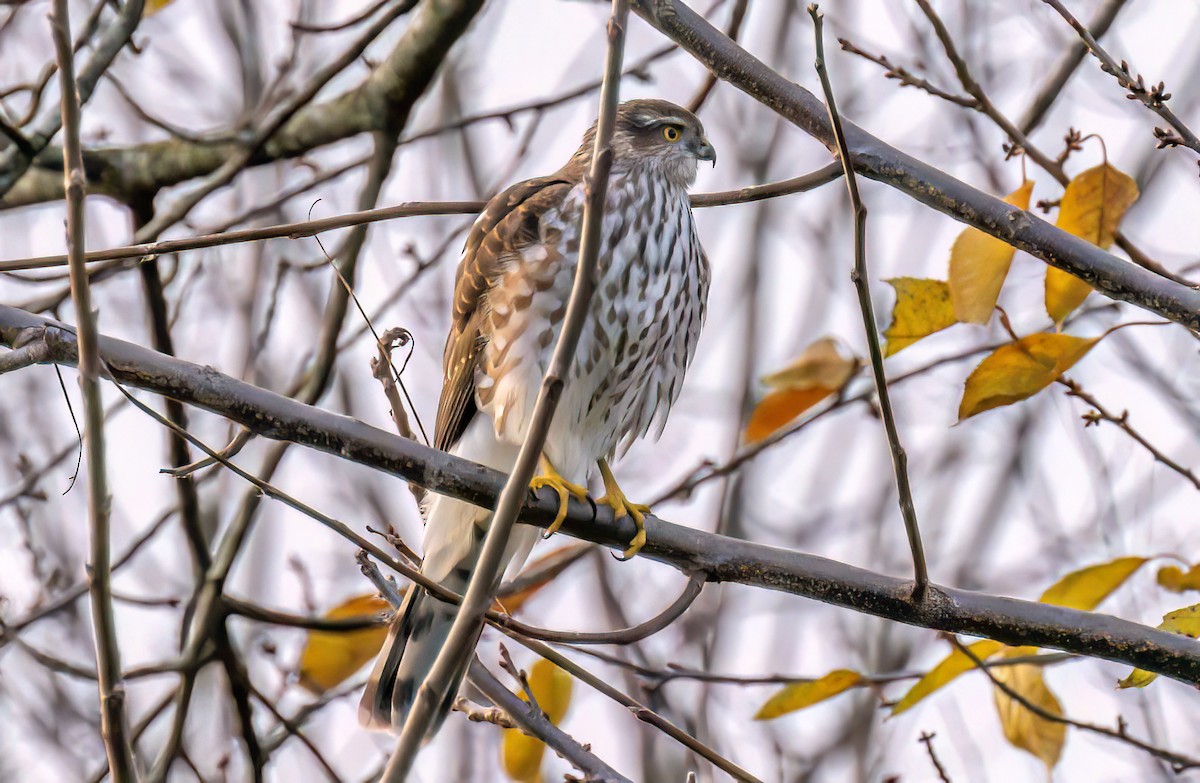 Sharp-shinned Hawk - ML645122668