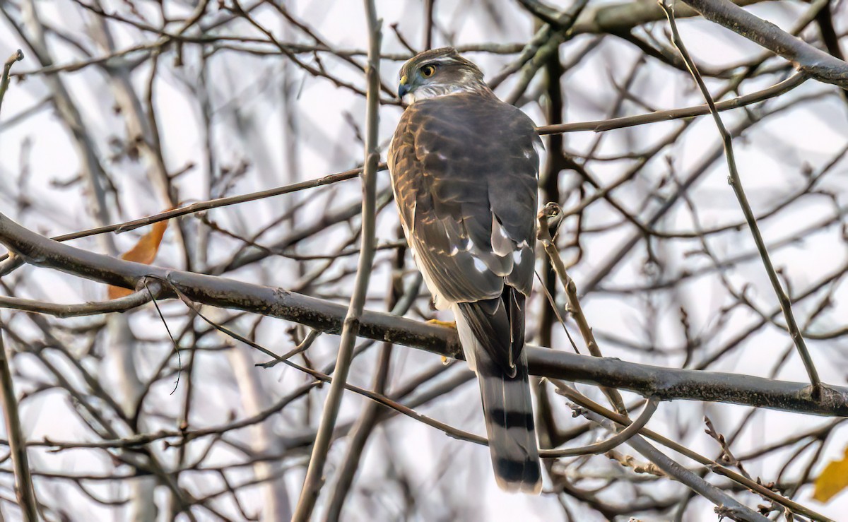 Sharp-shinned Hawk - ML645122669