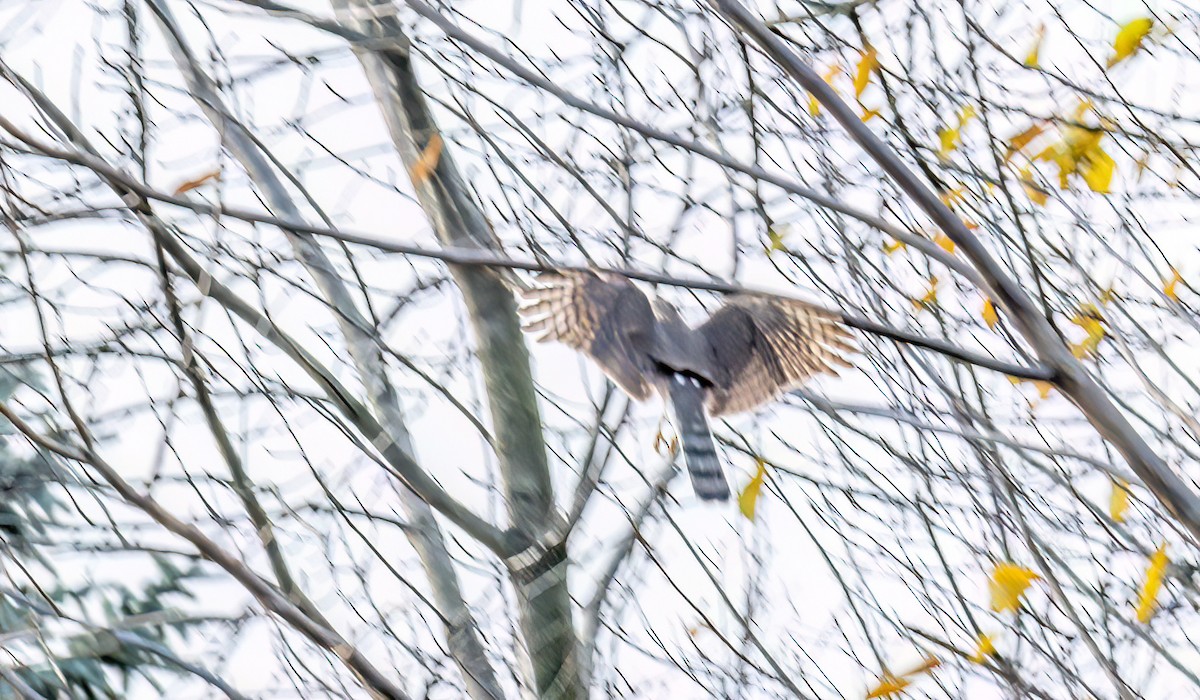 Sharp-shinned Hawk - ML645122670