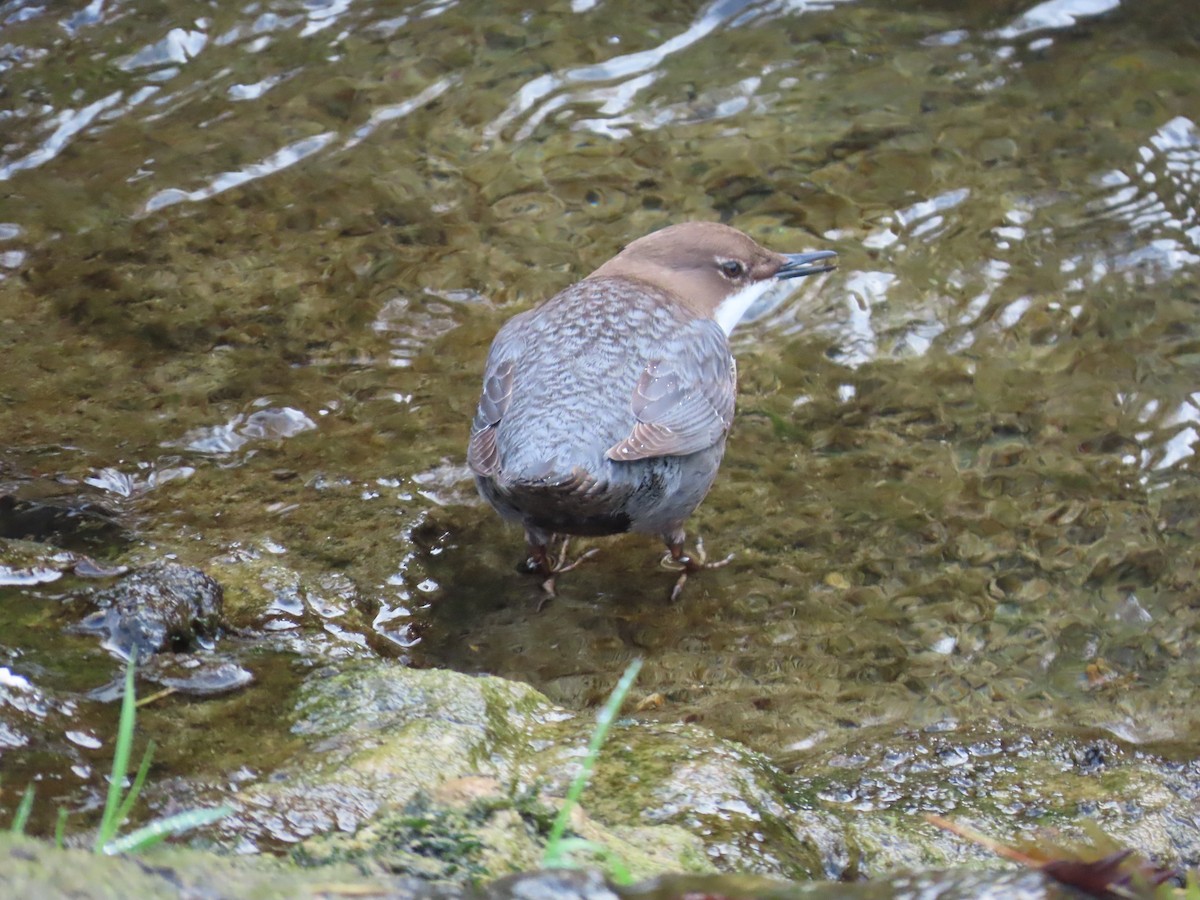White-throated Dipper - ML645122674