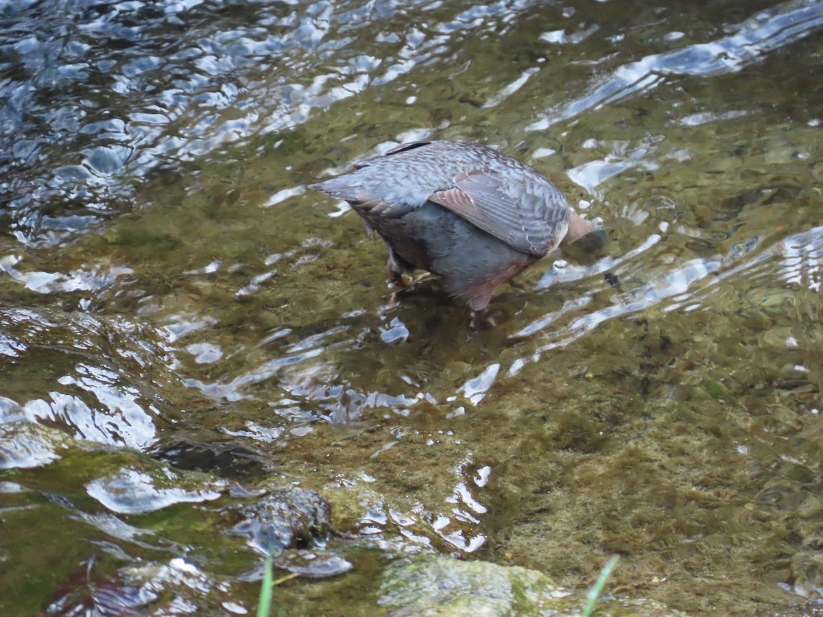 White-throated Dipper - ML645122675
