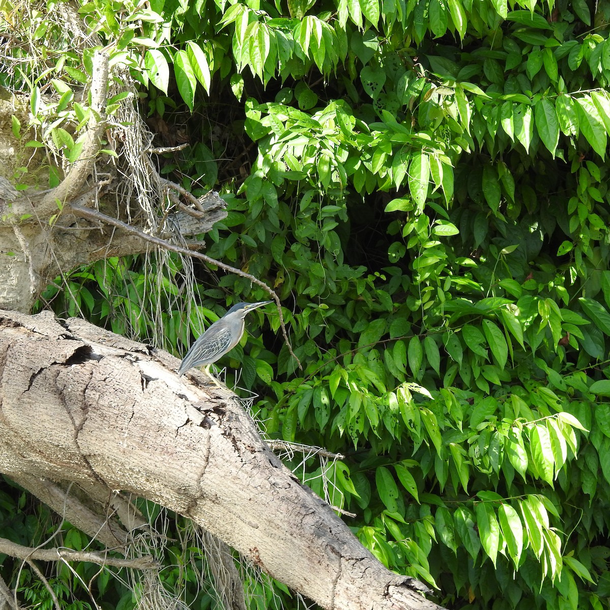 Чапля смугаста - ML645122680