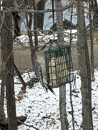 Carolinaspecht - ML645122681