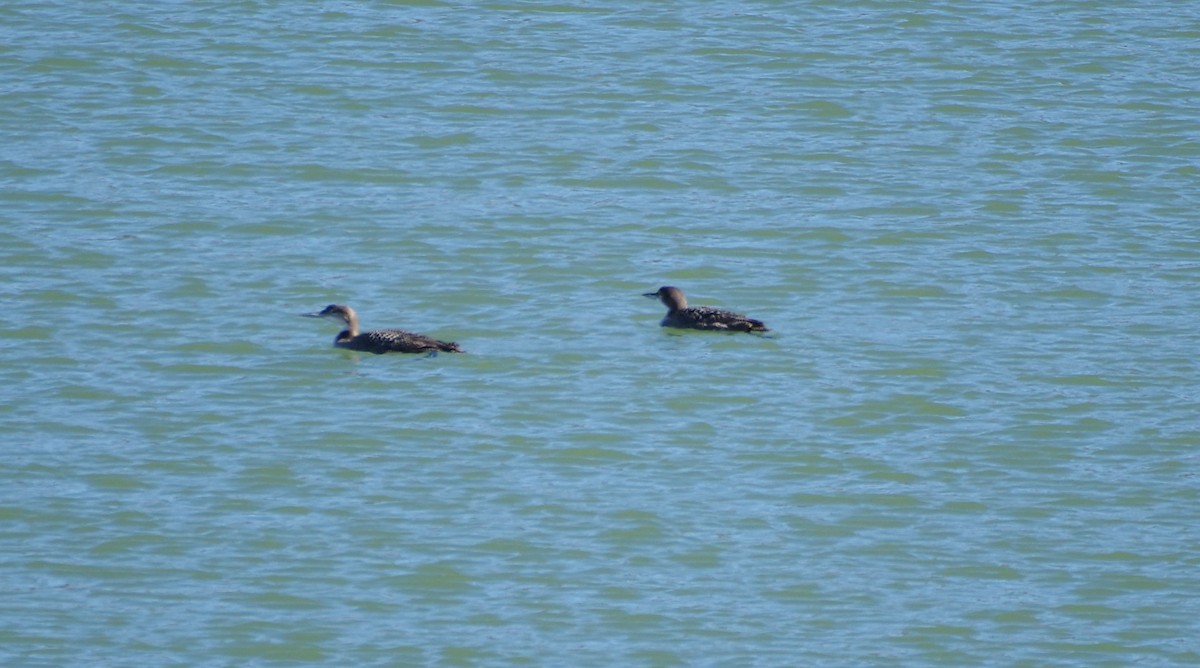 Гагара полярна - ML645122684