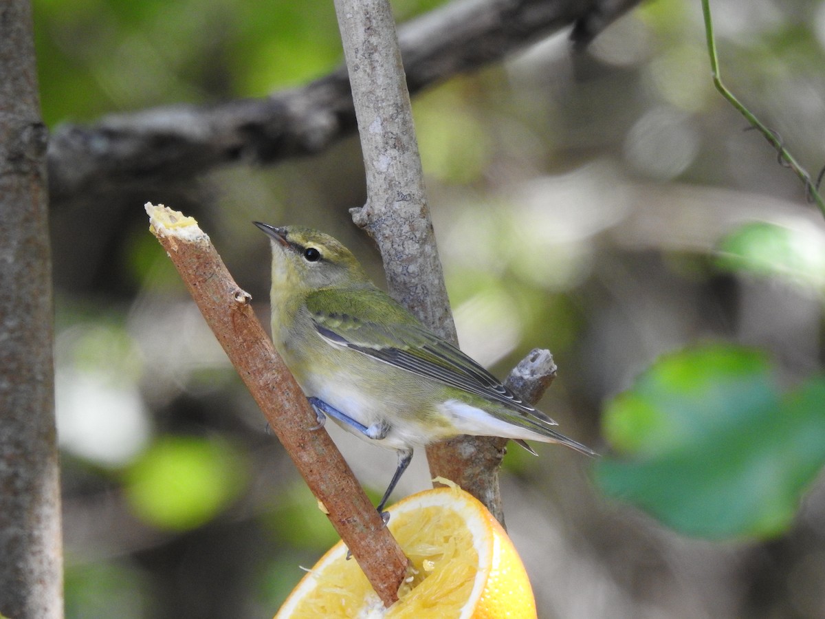 Червоїд світлобровий - ML645122685