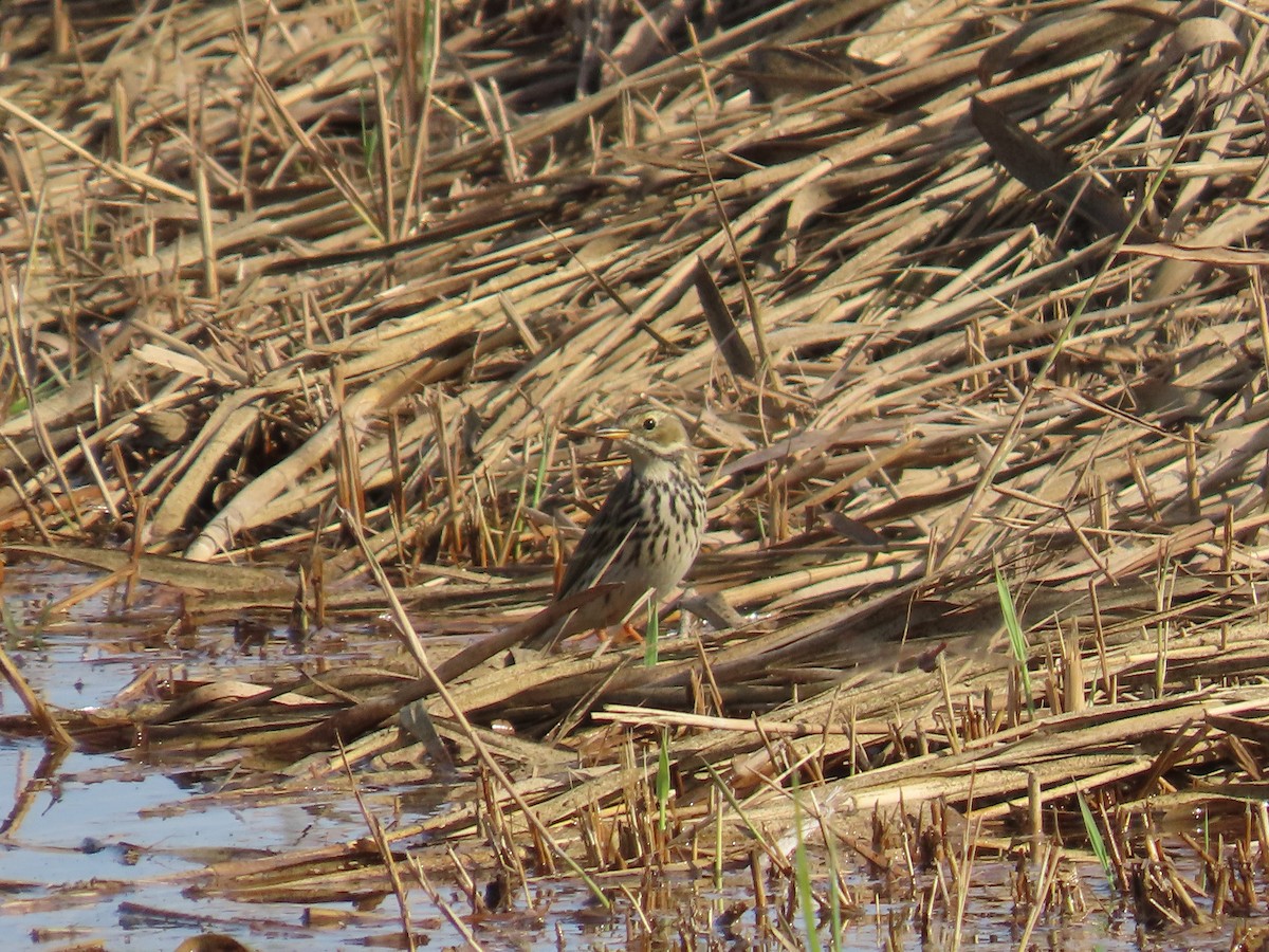 Щеврик лучний - ML645122687