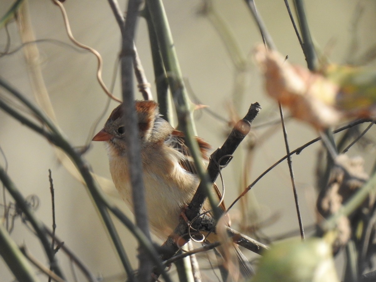 Карнатка польова - ML645122688