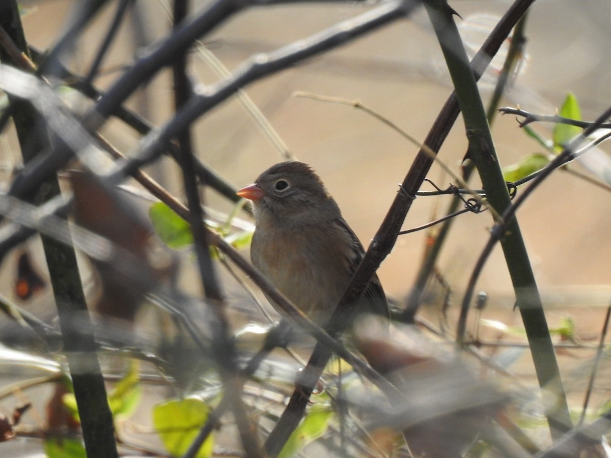 Карнатка польова - ML645122689