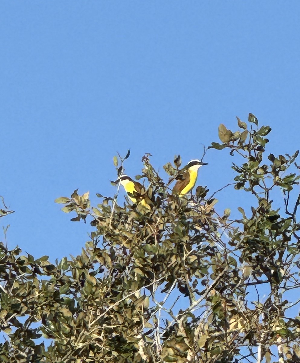 Пітанга велика - ML645122690