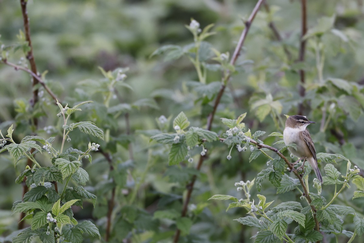 Очеретянка лучна - ML645122691