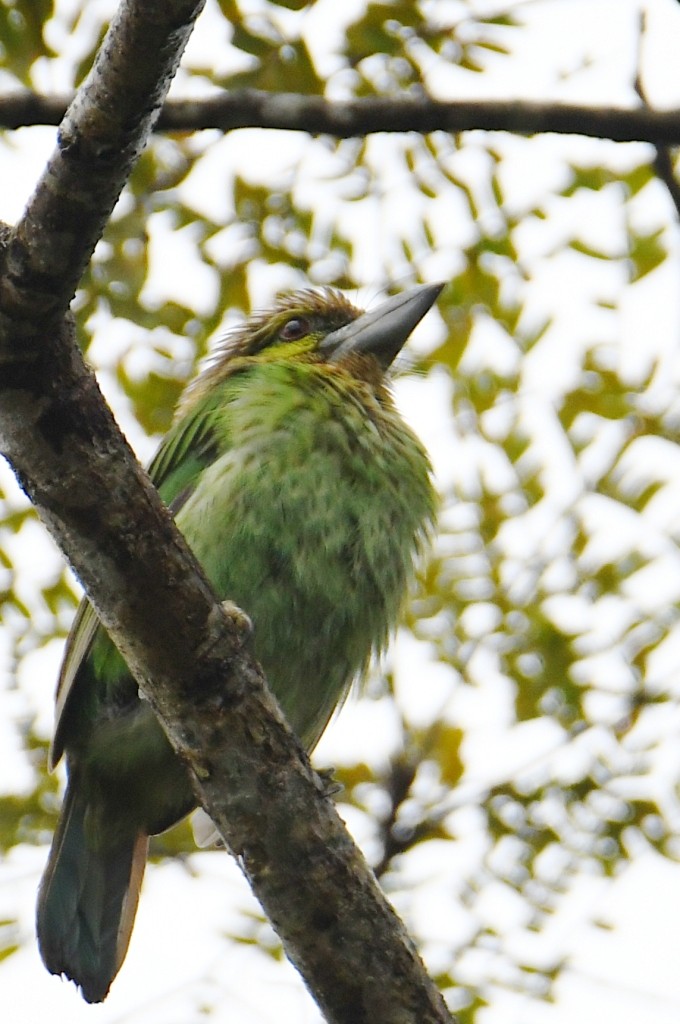 Бородастик зеленощокий - ML645122694