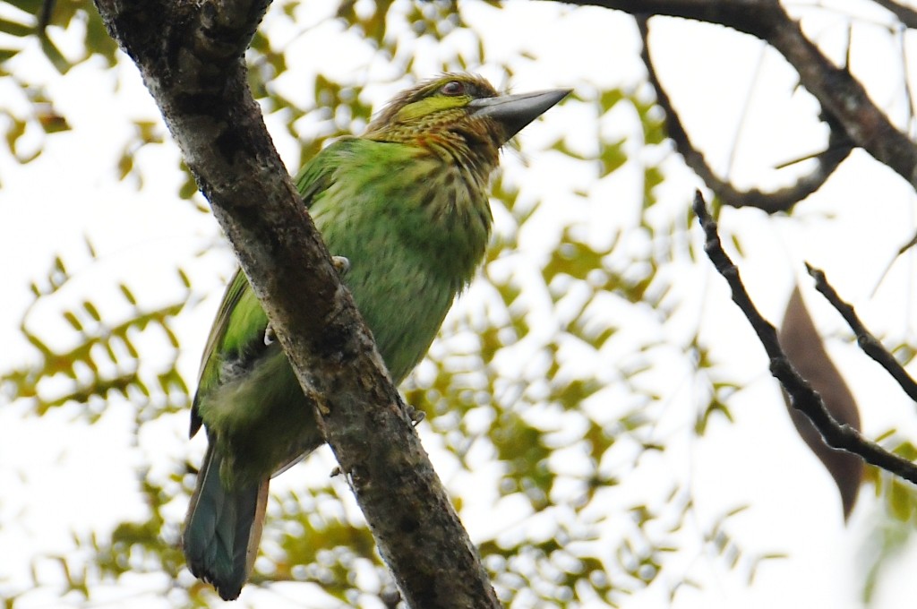 Бородастик зеленощокий - ML645122695