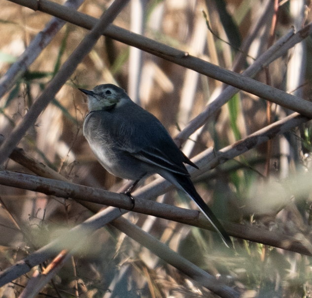 Плиска біла - ML645122696