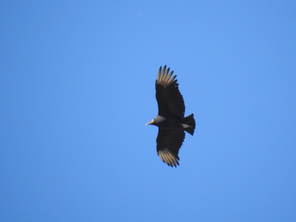 Катарта чорна - ML645122697