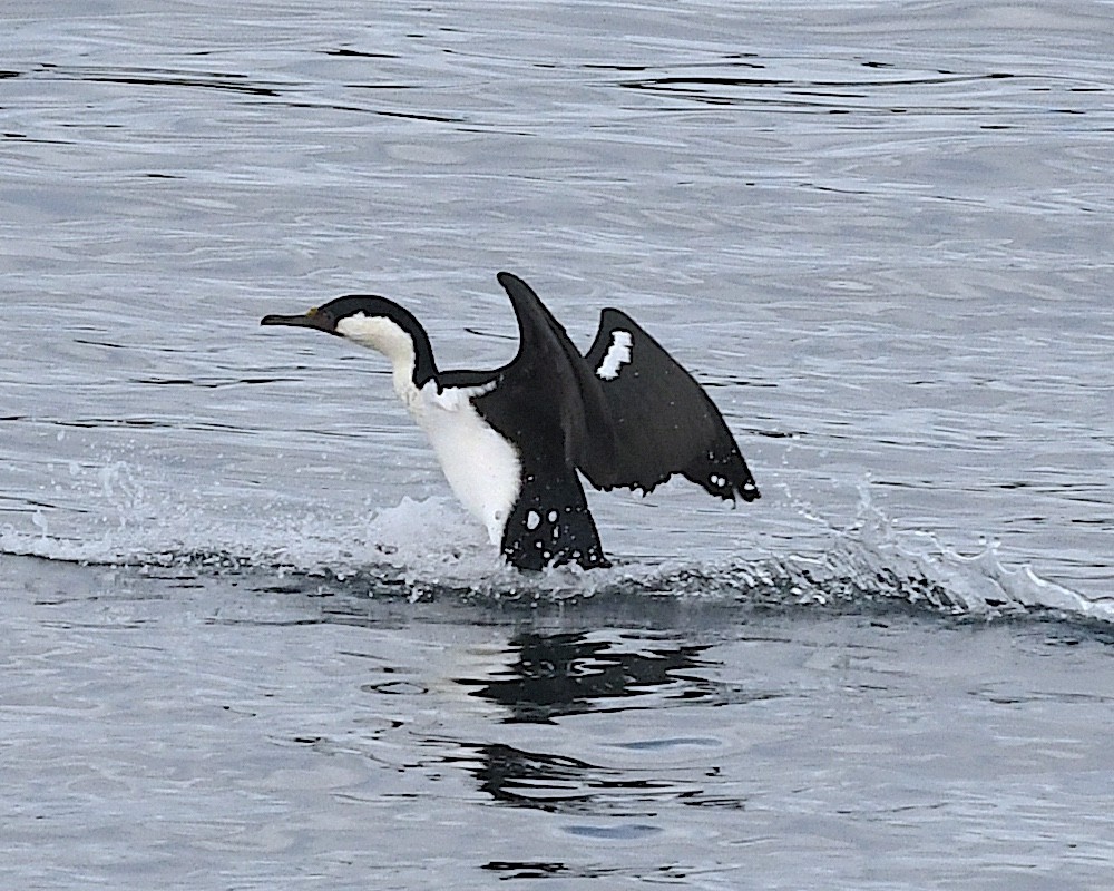 Imperial Cormorant (Blue-eyed) - ML645122698