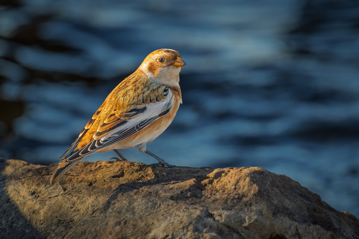 Пуночка снігова - ML645122699