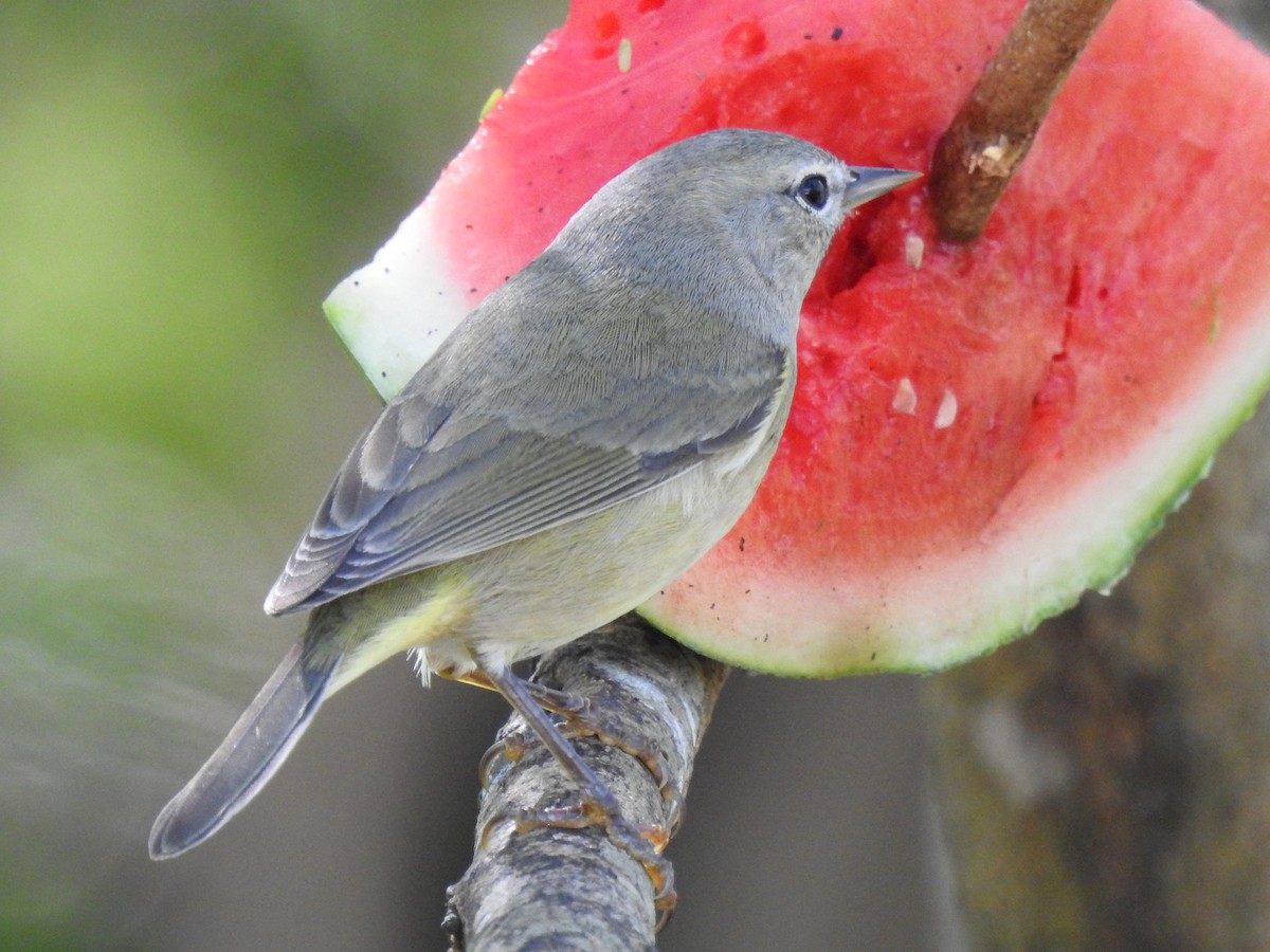 Червоїд оливковий - ML645122702