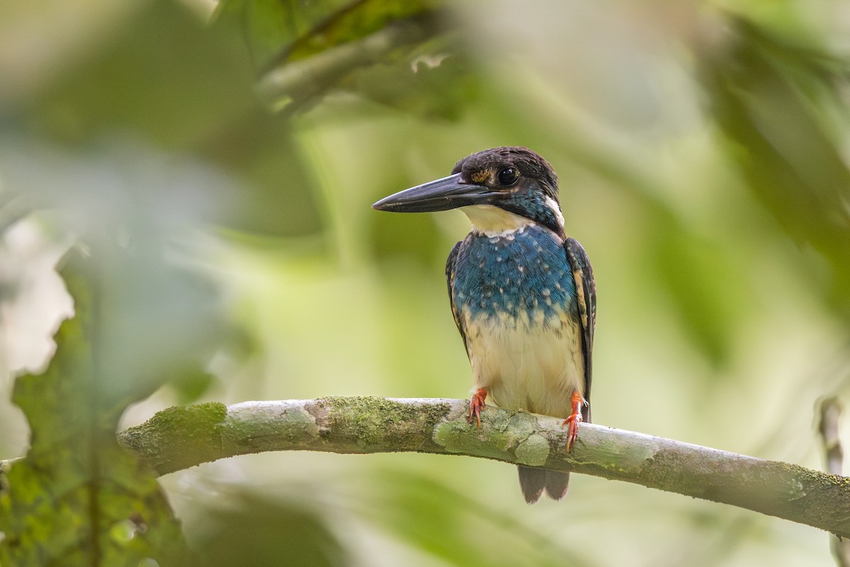 Рибалочка малазійський - ML645122703