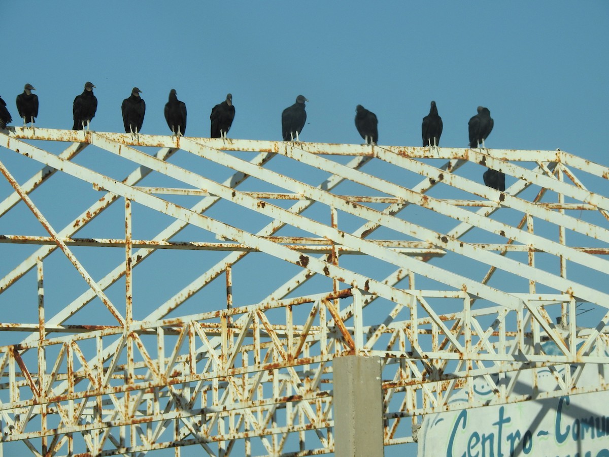 Катарта чорна - ML645122704