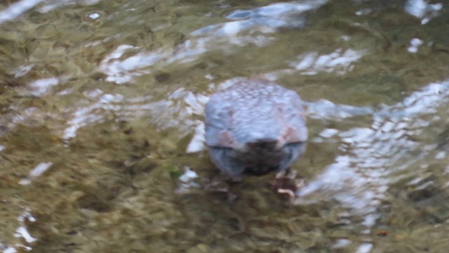 White-throated Dipper - ML645122705