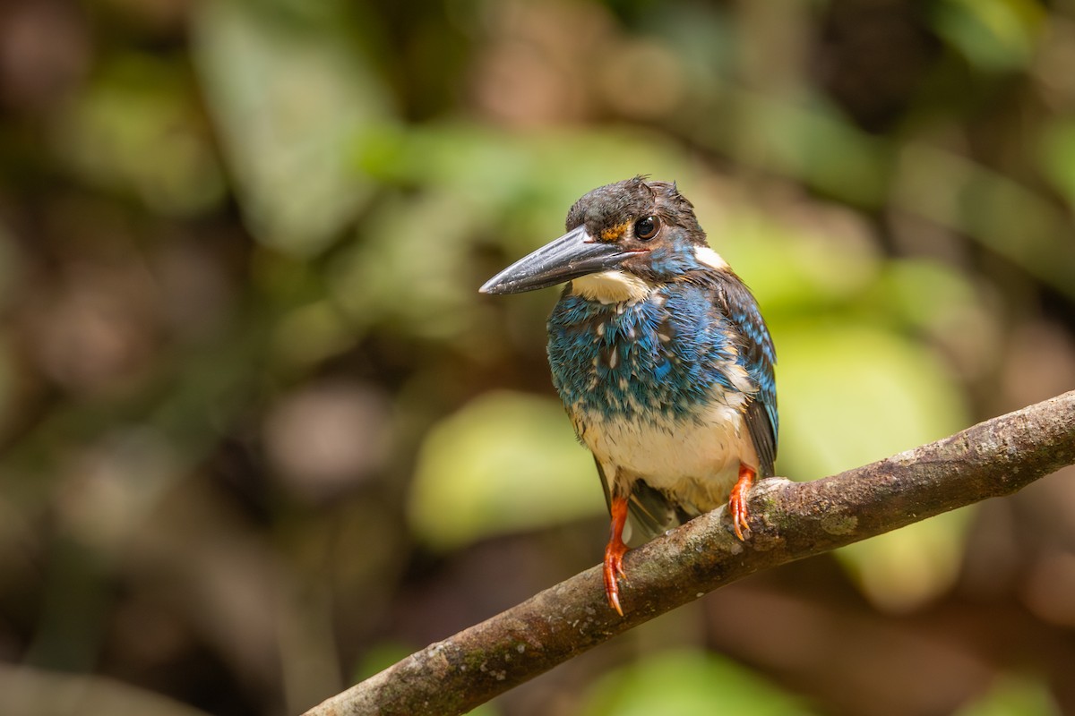 Рибалочка малазійський - ML645122706