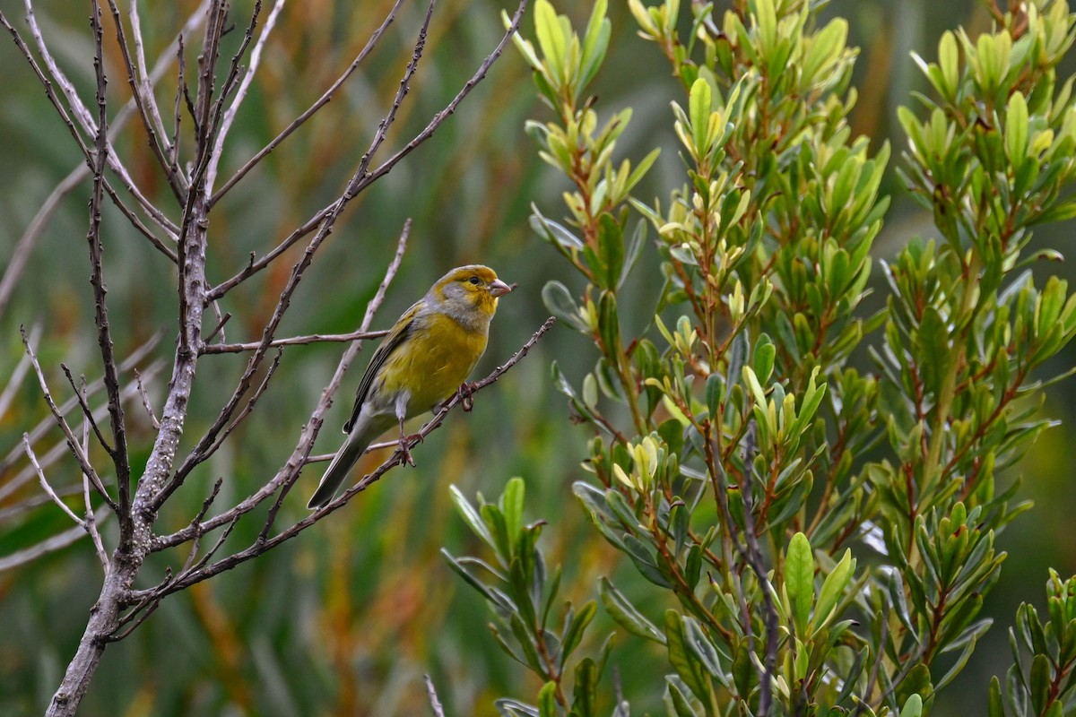 Канарка - ML645122707