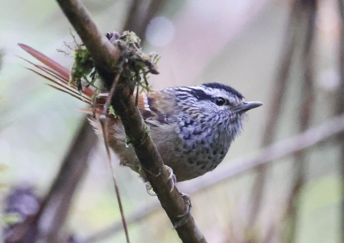 Тілугі рудохвостий - ML645122709