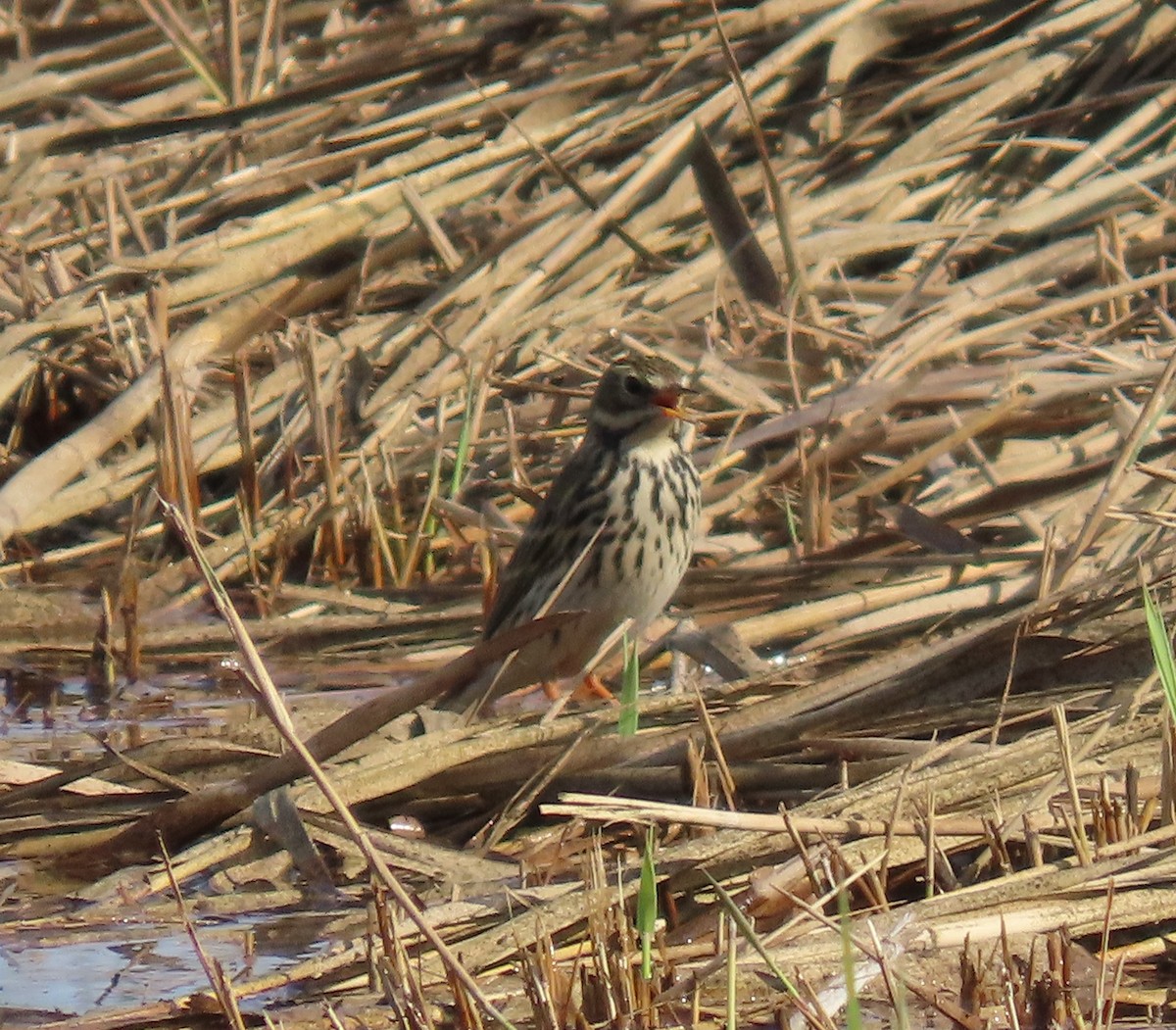 Щеврик лучний - ML645122710