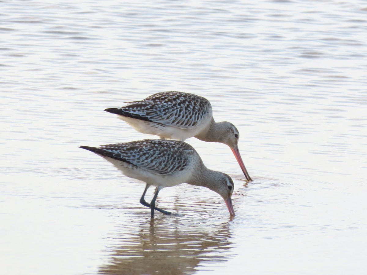 Грицик малий - ML645122712