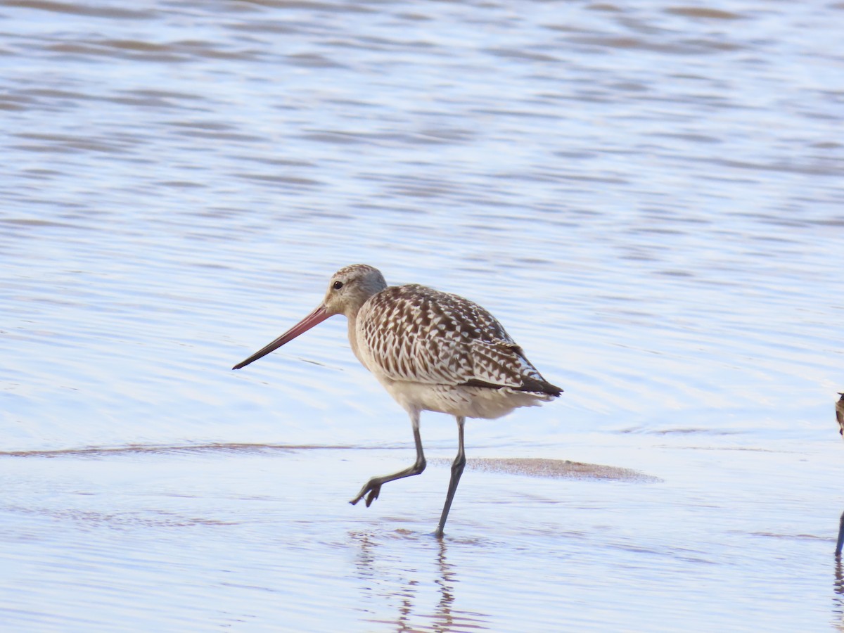 Грицик малий - ML645122713