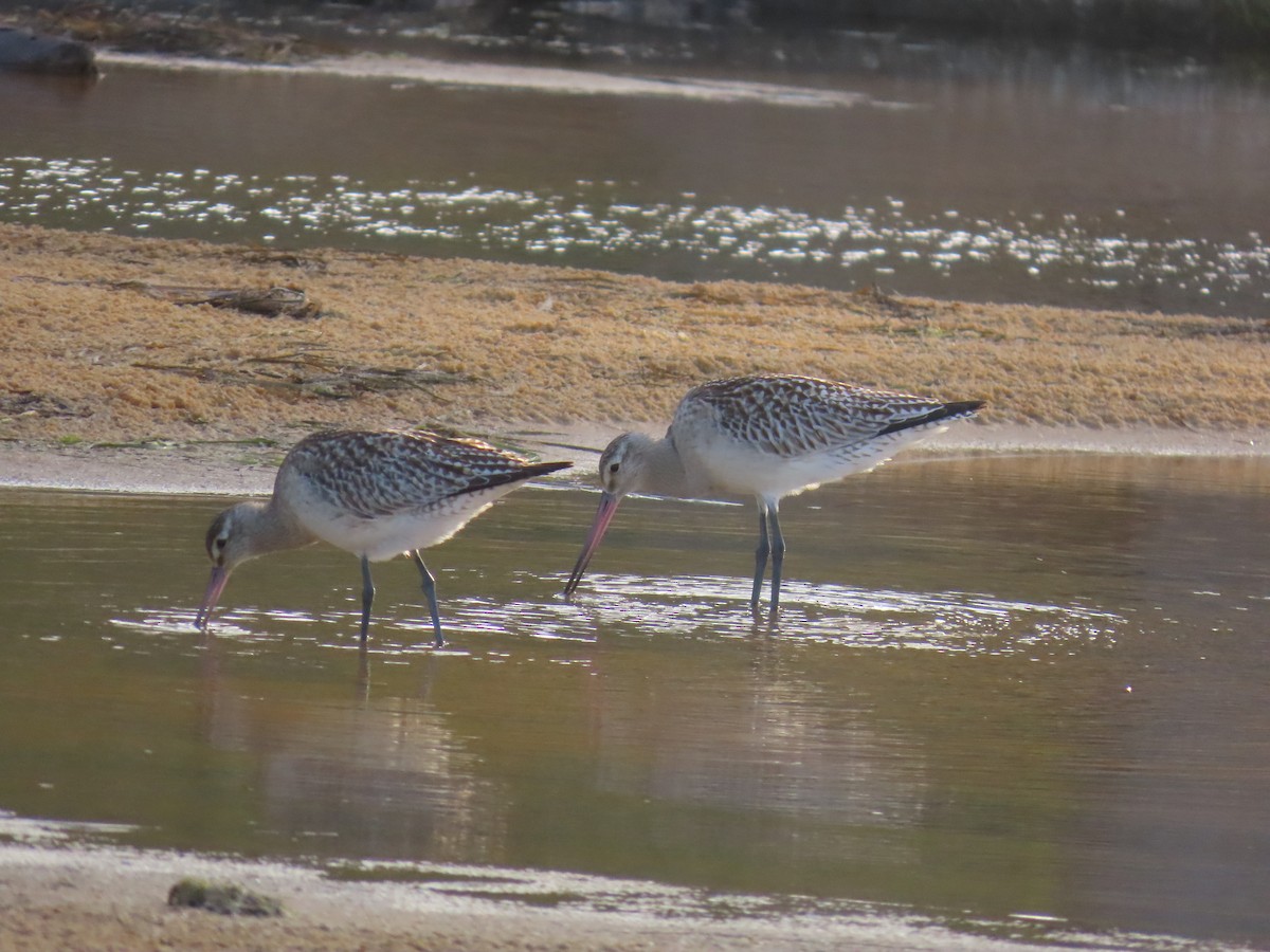 Грицик малий - ML645122714