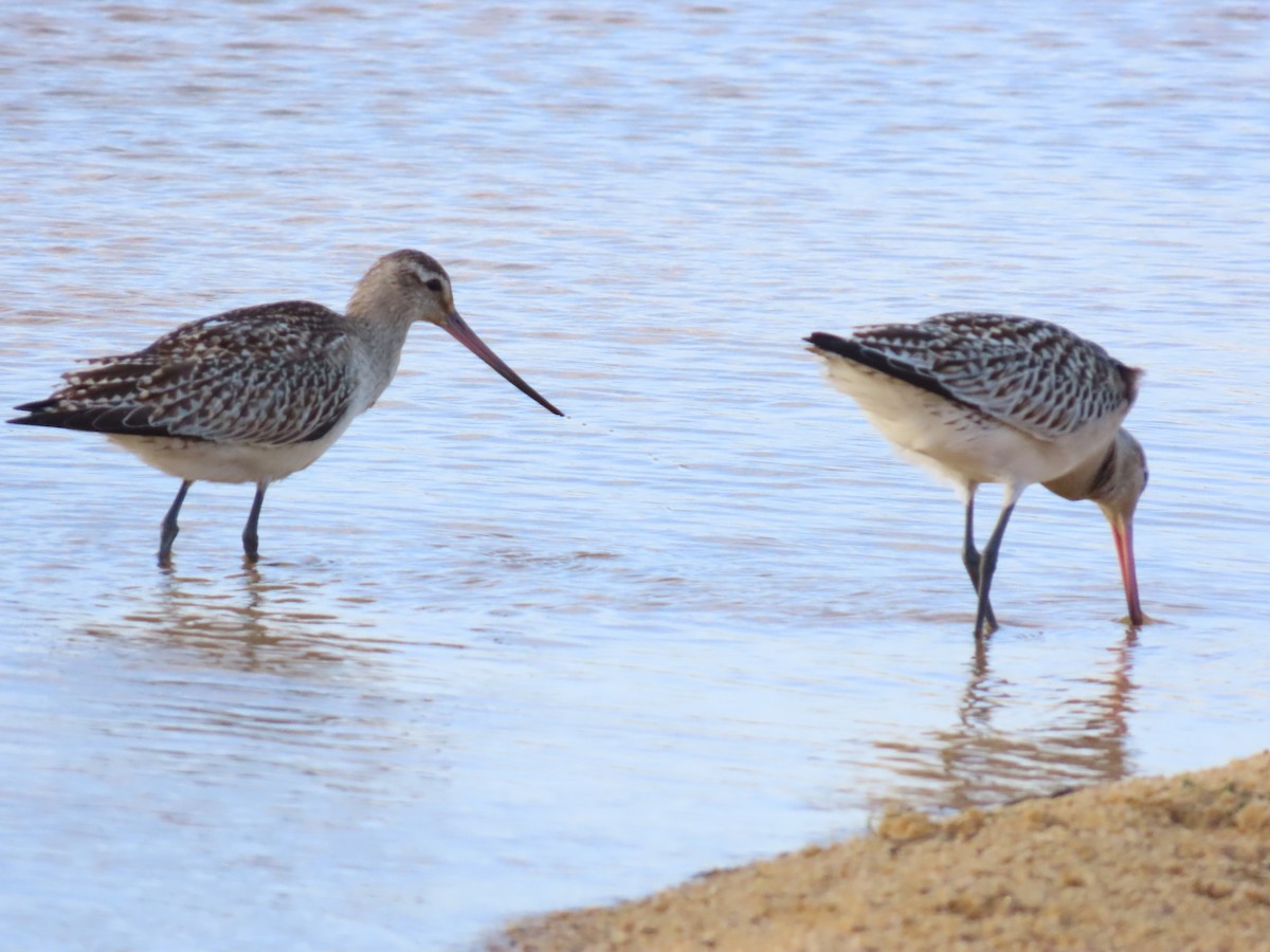 Грицик малий - ML645122715