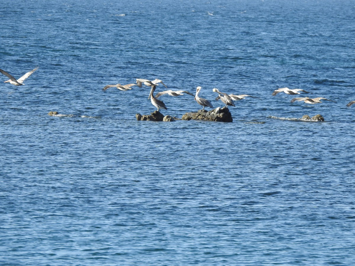 Пелікан бурий - ML645122716