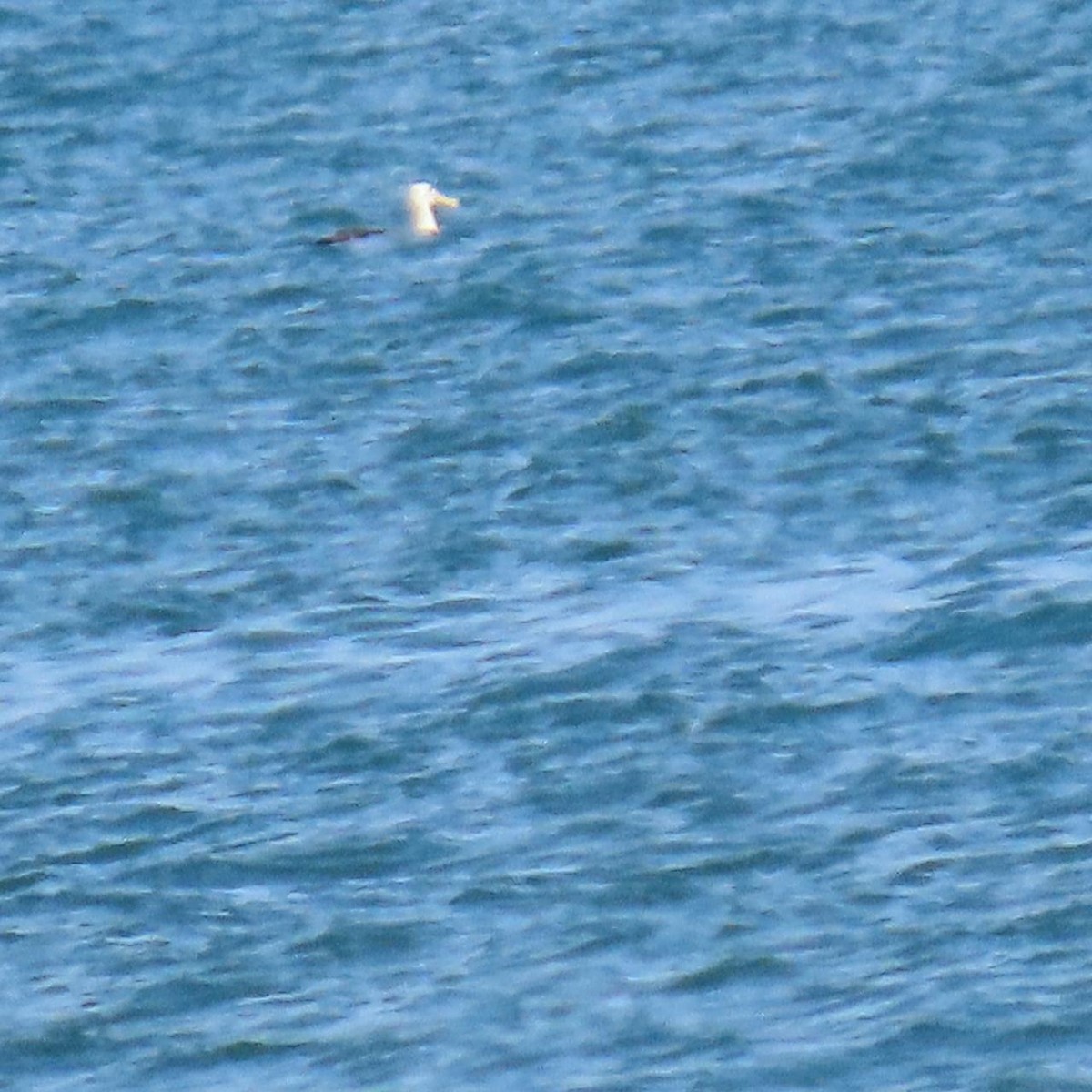 Альбатрос галапагоський - ML645122717