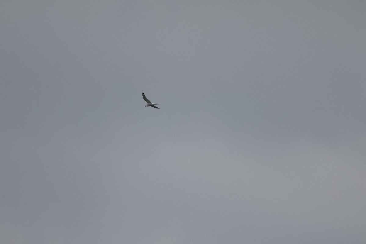 Крячок полярний - ML645122718