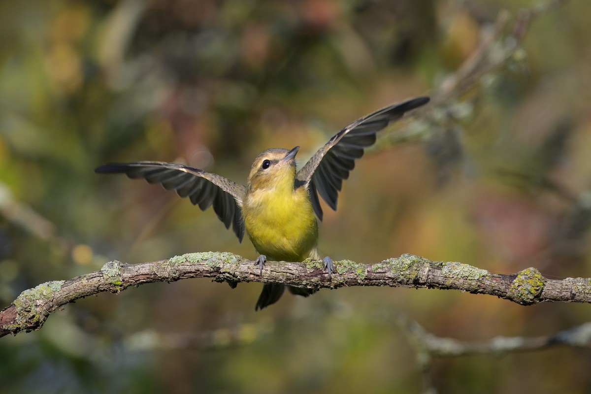 Віреон цитриновий - ML645122719