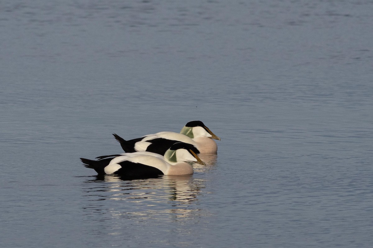Common Eider - ML645122726