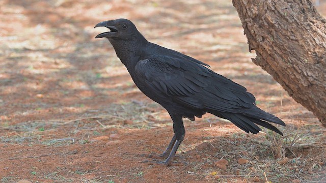 Kısa Kuyruklu Kuzgun - ML645122727