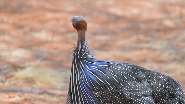 פנינית נשרית - ML645122728
