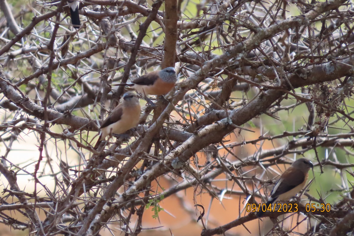 Gray-headed Silverbill - ML645122729